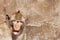 Rhesus monkey with his tongue sticking out, with human eyes and gray wall in the background