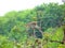 A Rhesus Monkey Jumping on Braches of a Tree