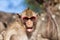 Rhesus monkey with tongue sticking out and sunglasses