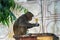 Rhesus monkeys learned to open food packages