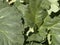 Rheum palmatum rhubarb plant flower close up