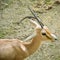 The rhim gazelle or rhim Gazella leptoceros