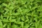 Rhinacanthus nasutus leaves