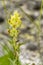 Rhinanthe cockscomb, herbaceous yellow and green plant, annual, and wild