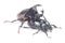 Rhinceros Beetle,Unicorn Beetle