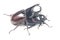 Rhinceros Beetle,Unicorn Beetle