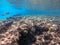 Rhinecanthus assasi fish or Picasso trigger fish on his coral reef in the Red Sea, Egypt