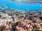 Rhinecanthus assasi fish or Picasso trigger fish on his coral reef in the Red Sea, Egypt