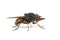 Rhingia campestris hoverfly