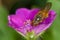 Rhingia (syrphid) geranium 1
