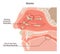 Rhinitis. Irritation and inflammation of the mucous membrane of nasal