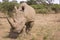 Rhino in Africa