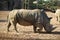 Rhino at African safari