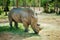 Rhino animal
