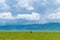 Rhino animal in the field with mountains in the background in Tanzania