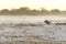 A rhino approaching a water hole