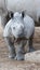 Rhino baby