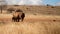 Rhino baby drinking mother`s milk in South Africa