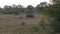 Rhino With Baby Grazing On The Grasslands Of The African Savannah In The Rain