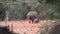 Rhino Baby with mother walking into bush.