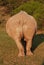 Rhino backside
