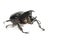 Rhino Beetle