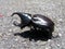 Rhino beetle