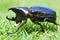 Rhino Beetle