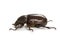 Rhino beetle Dynastinae on white