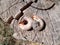 Rhino beetle larvae on an old wood stump. Large larvae of rhinoceros beetle. rhinoceros beetle