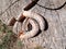 Rhino beetle larvae on an old wood stump. Large larvae of rhinoceros beetle. rhinoceros beetle