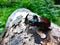 Rhino beetle on a log