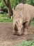 A rhino that is being cared for in a nature and conservation themed zoo.