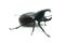 Rhino big horn beetle bug