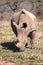 Rhino Bird Front Portrait