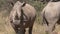 Rhino bulls in Africa - Big Five animals