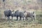 Rhino bulls fighting in Pilanesberg National Park