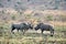 Rhino bulls fighting in South Africa