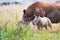 Rhino calf approaches