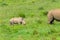 Rhino Calf Following Mother