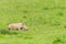 Rhino Calf Following Mother