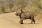 Rhino Calf on the move