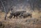 Rhino and calf in savanna landscape