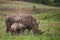 Rhino and calf South Africa