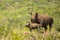 Rhino and Calf South Africa Wildlife