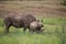 Rhino and Calf South Africa Wildlife