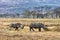 Rhino and Calf Walking in Lake Nakuru Kenya