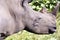 Rhino  closeup of the head of a wild Rhino. Rhinoceros in South Africa