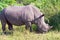 Rhino, closeup of a wild Rhino, Rhinoceros, in South Africa