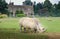 Rhino at the Cotswold Wildlife Park and Gardens